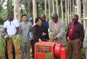 畝產(chǎn)593公斤，創(chuàng)造赤幾人工水稻種植新紀錄