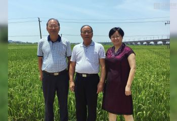 謝華安院士到公司南昌縣富山鄉(xiāng)再生稻試驗基地指導工作