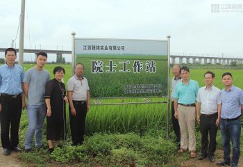 謝華安院士到公司南昌縣富山鄉(xiāng)再生稻試驗基地指導工作