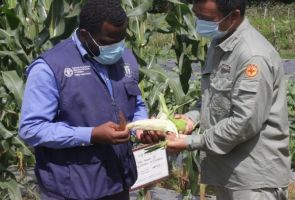 聯(lián)合國糧農(nóng)組織赤幾大陸地區(qū)負(fù)責(zé)人到 援赤道幾內(nèi)亞示范農(nóng)場參觀